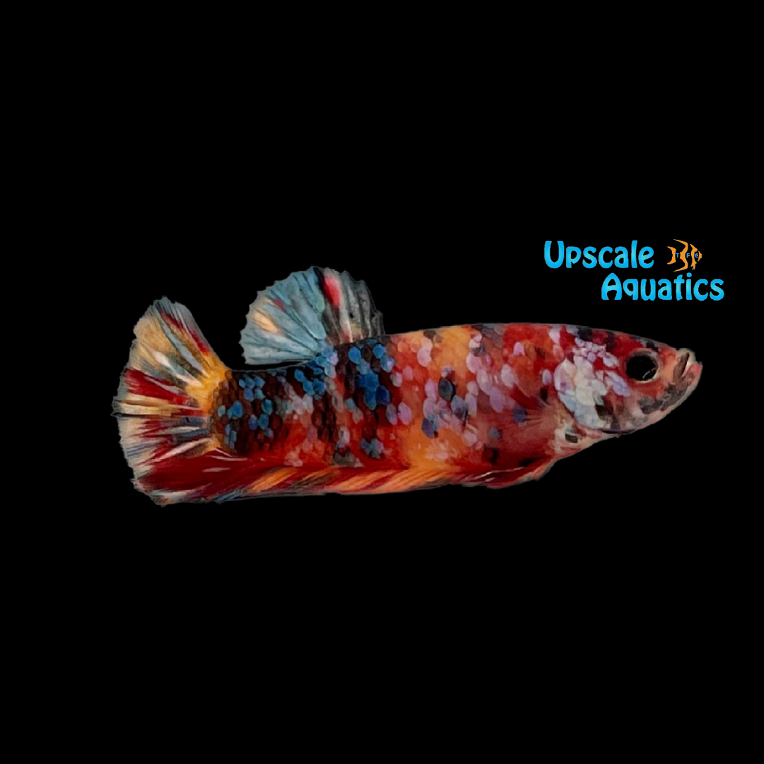 Nemo Koi Multicolor Plakat Betta - Male (Betta splendens)