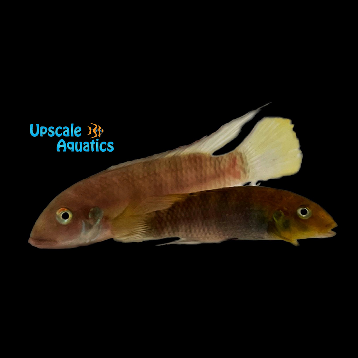Red Lipped Kribensis (Wallaceochromis rubrolabiatus 'Dubreka')