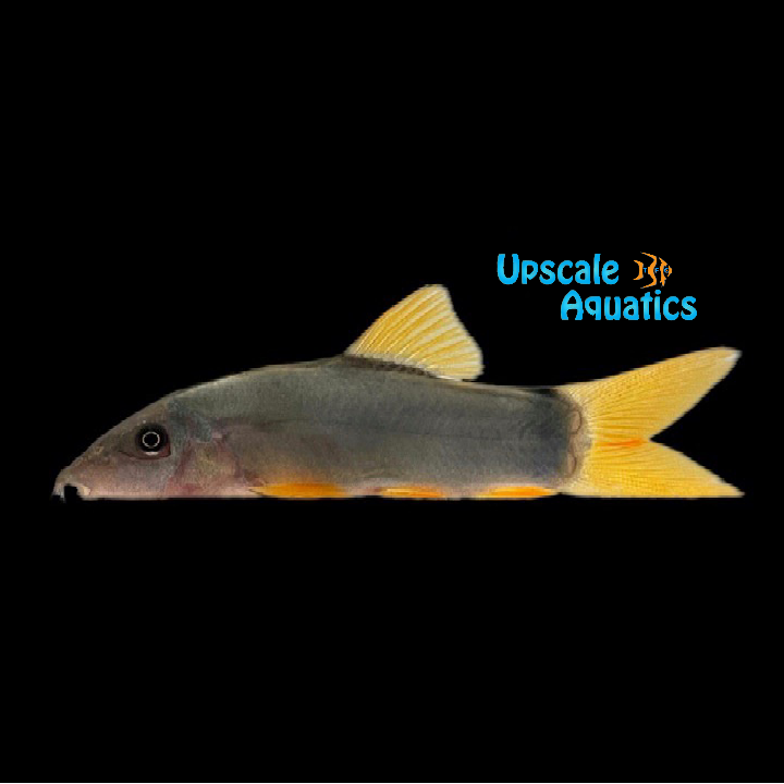 Redtail Blue Loach (Yasuhikotakia modesta)