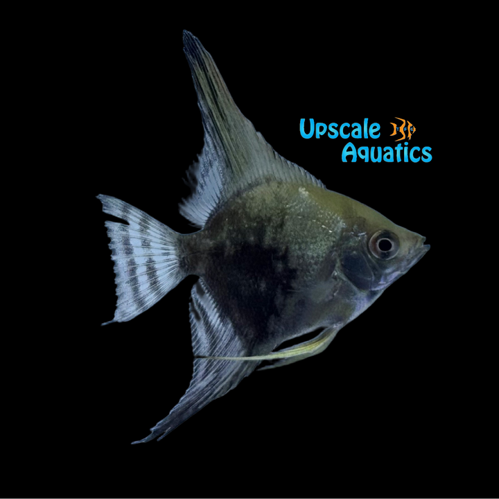 Smokey Angelfish (Pterophyllum scalare)