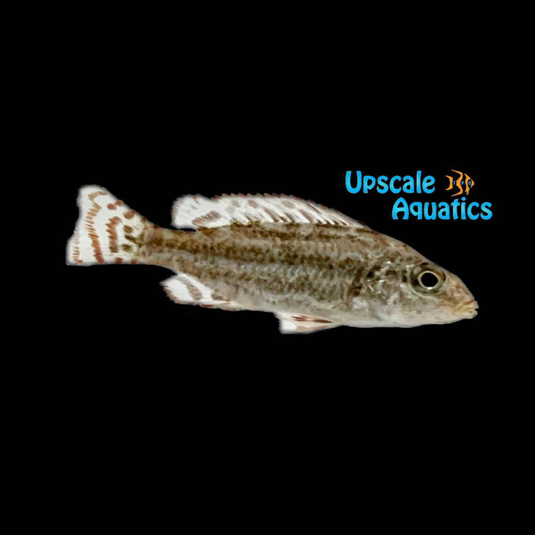 Linni Cichlid (Nimbochromis linni)