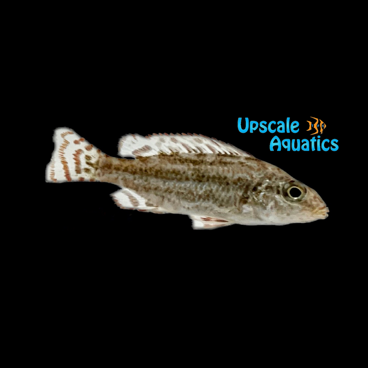 Linni Cichlid (Nimbochromis linni)