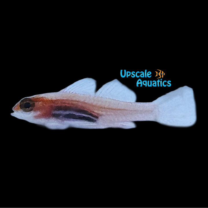 Black Belly Dwarf Goby (Eviota atriventris)