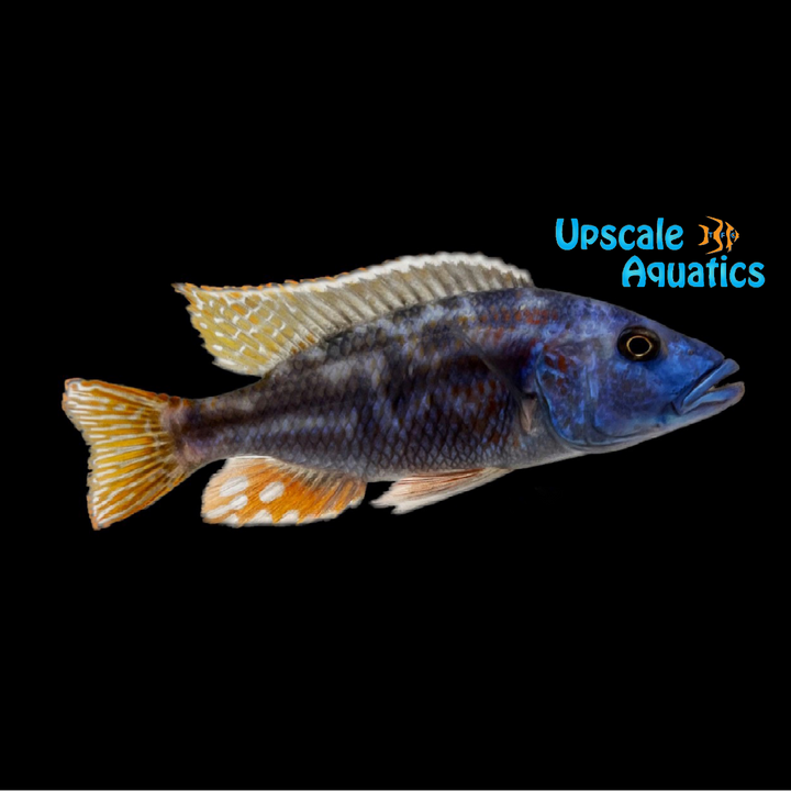 Fusco Cichlid (Nimbochromis fuscotaeniatus)