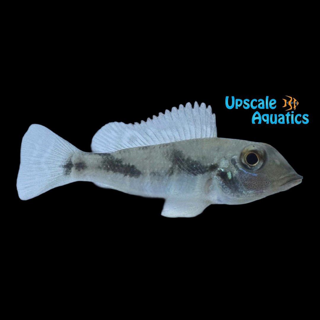 Rainbow Retroculus Cichlid (Retroculus septentrionalis)