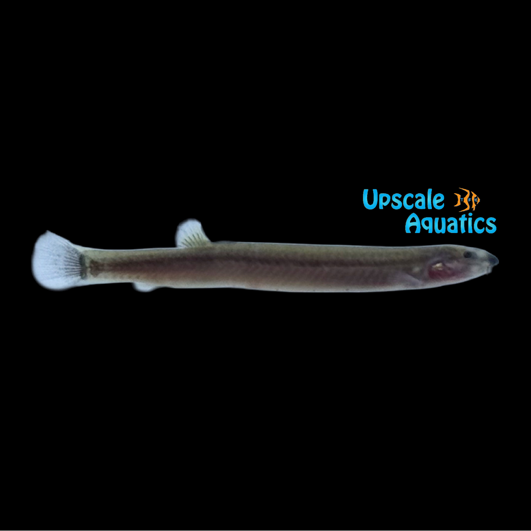 Red Cheek Kuhlii Loach (Pangio alcoides)
