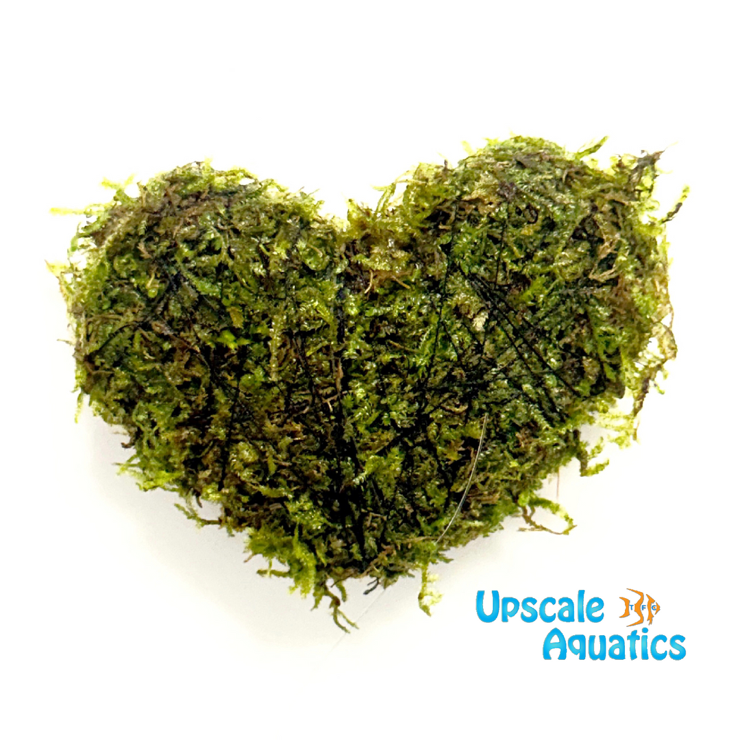 Christmas Moss (Vesicularia montagnei)