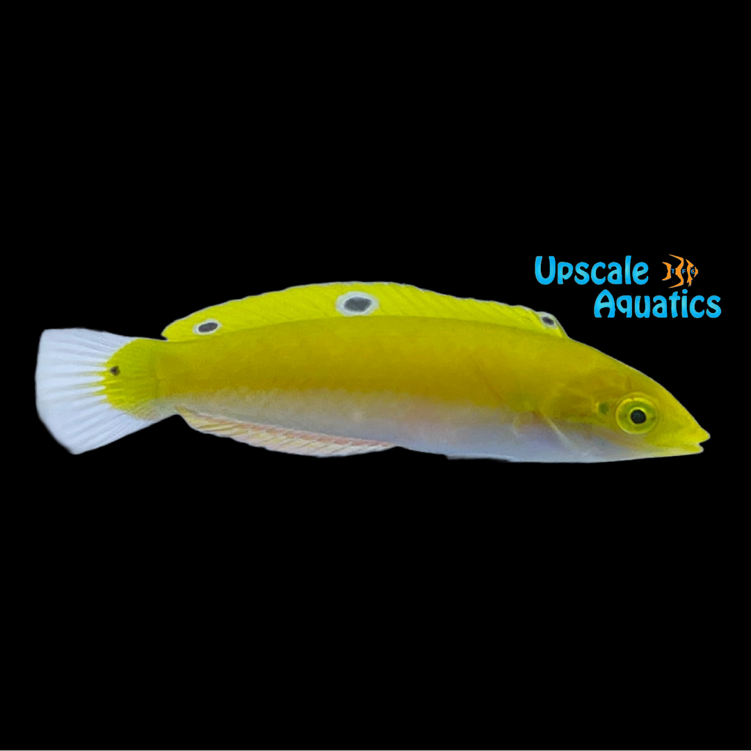 Canarytop Wrasse (Halichoeres leucoxanthus)