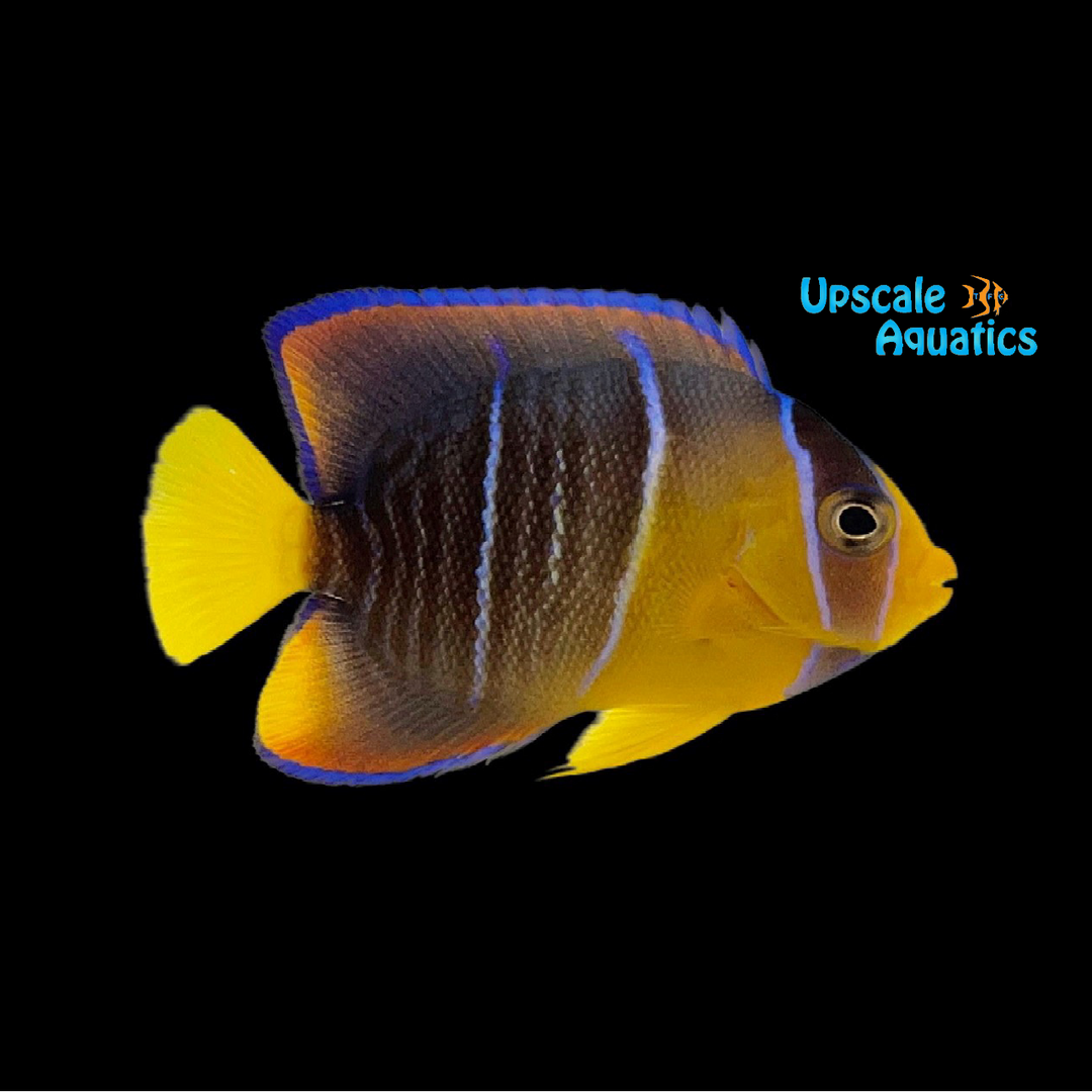 Blue Angelfish - Juvenile (Holacanthus bermudensis)