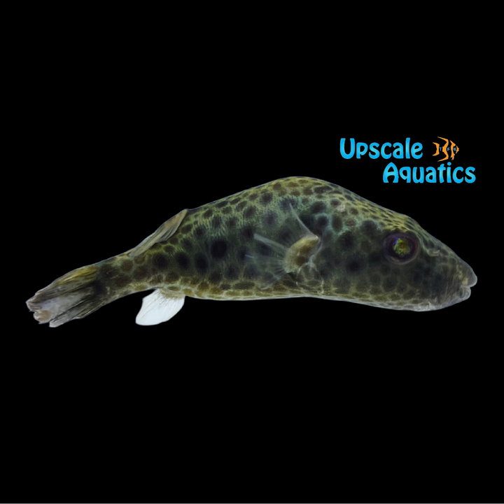 Palustris Puffer (Pao palustris)