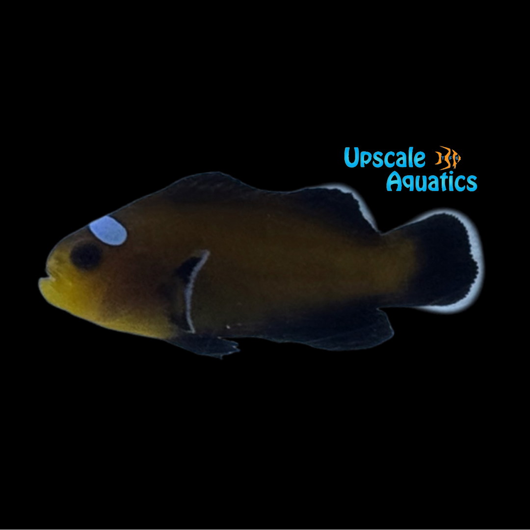 Extreme Misbar Black Ocellaris Clownfish (Amphiprion ocellaris)