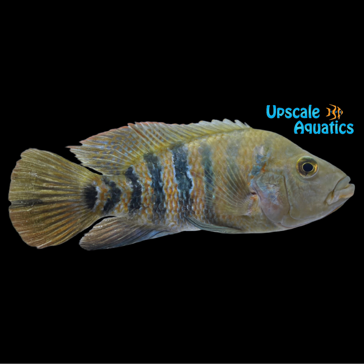 Mayan Red Terror Cichlid (Amphilophus urophthalmus)