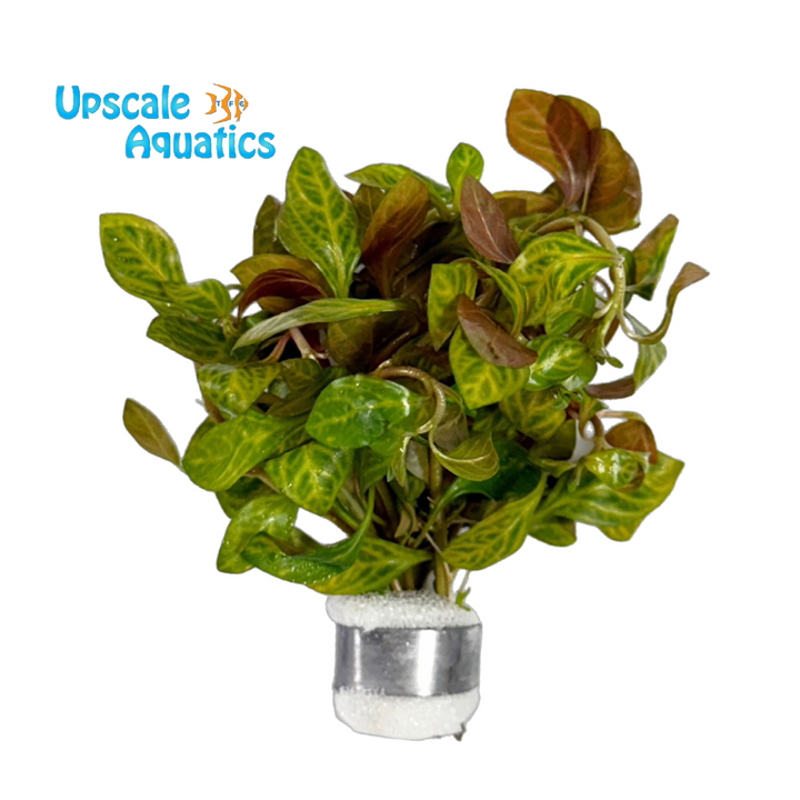 Dark Orange Ludwigia Inclinata (Ludwig inclinata dark orange)