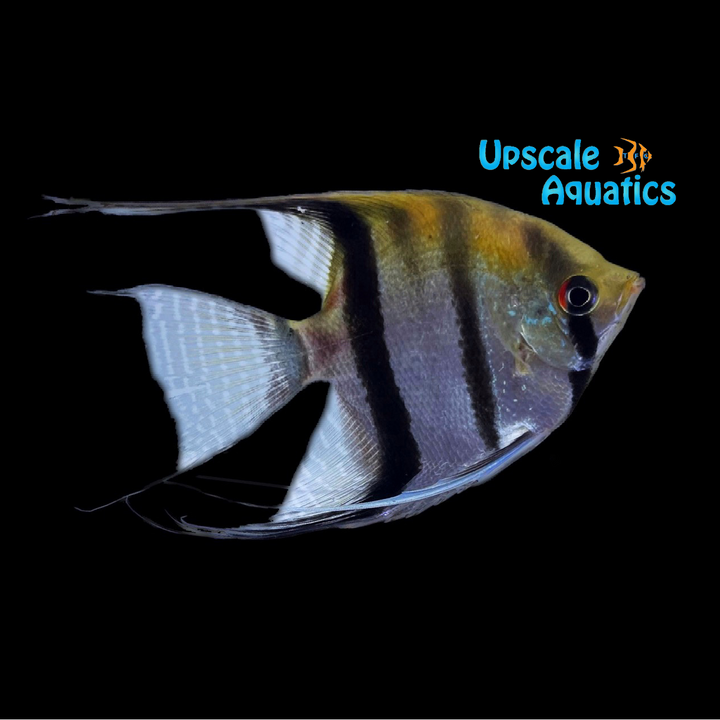 Manacapuru Angelfish (Pterophyllum scalare manacapuru)