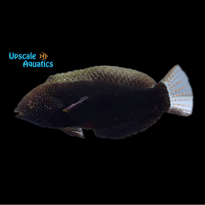 Black Leopard Wrasse (Macropharyngodon negrosensis)