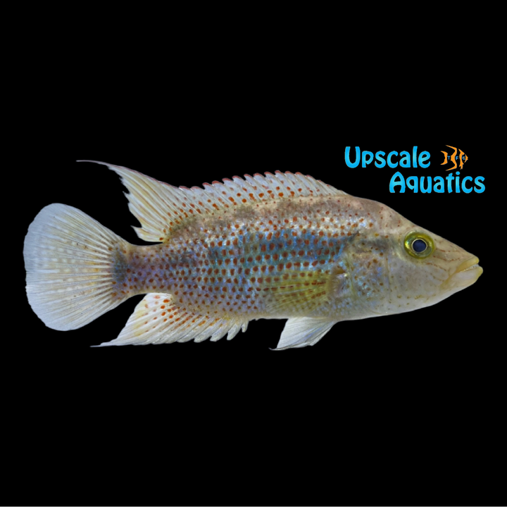 Grammodes Cichlid (Chiapaheros grammodes)