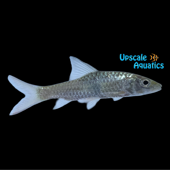 Sabah Hampala Barb (Hampala sabana)
