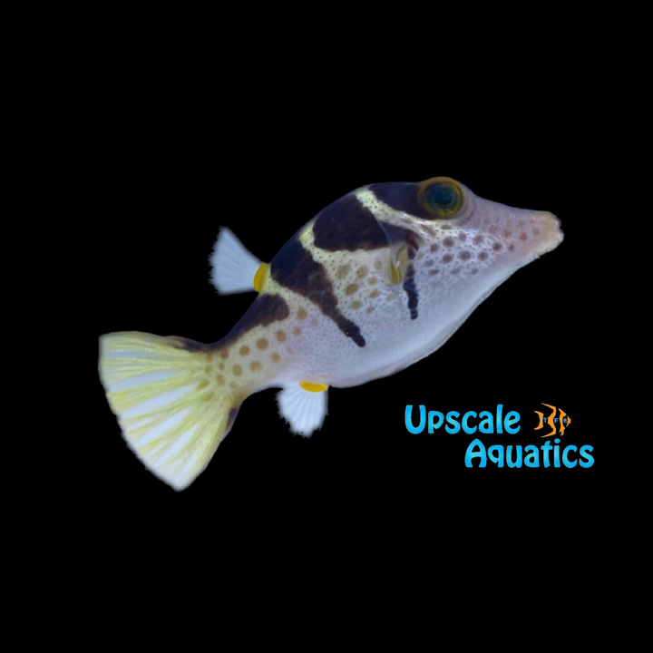 Valentini Puffer (Canthigaster valentini)