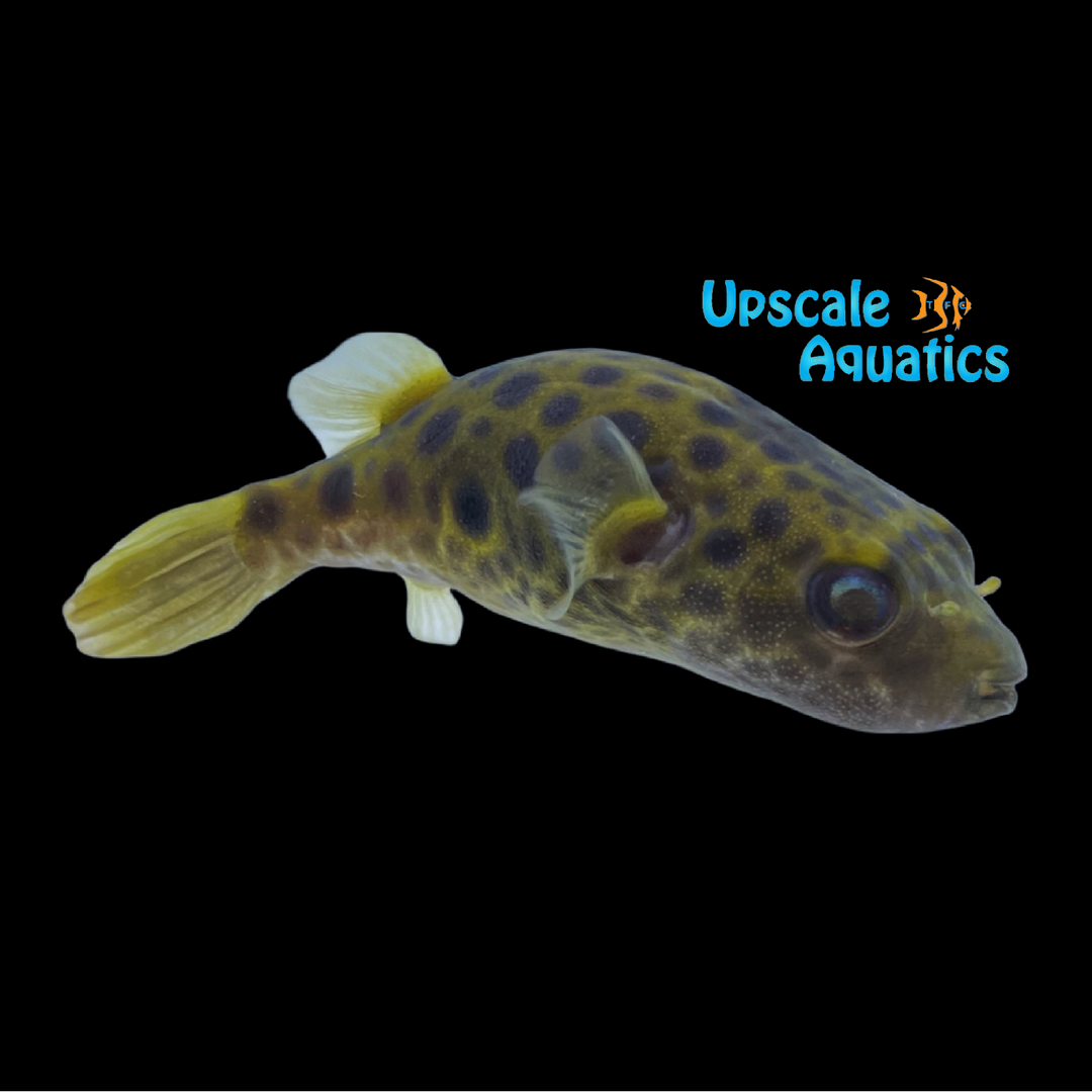 Palustris Puffer (Pao palustris)