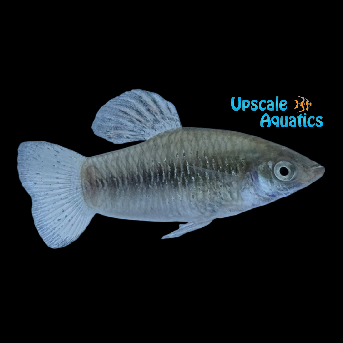 Perugia's Limia Livebearer (Limia perugiae) – Upscale Aquatics