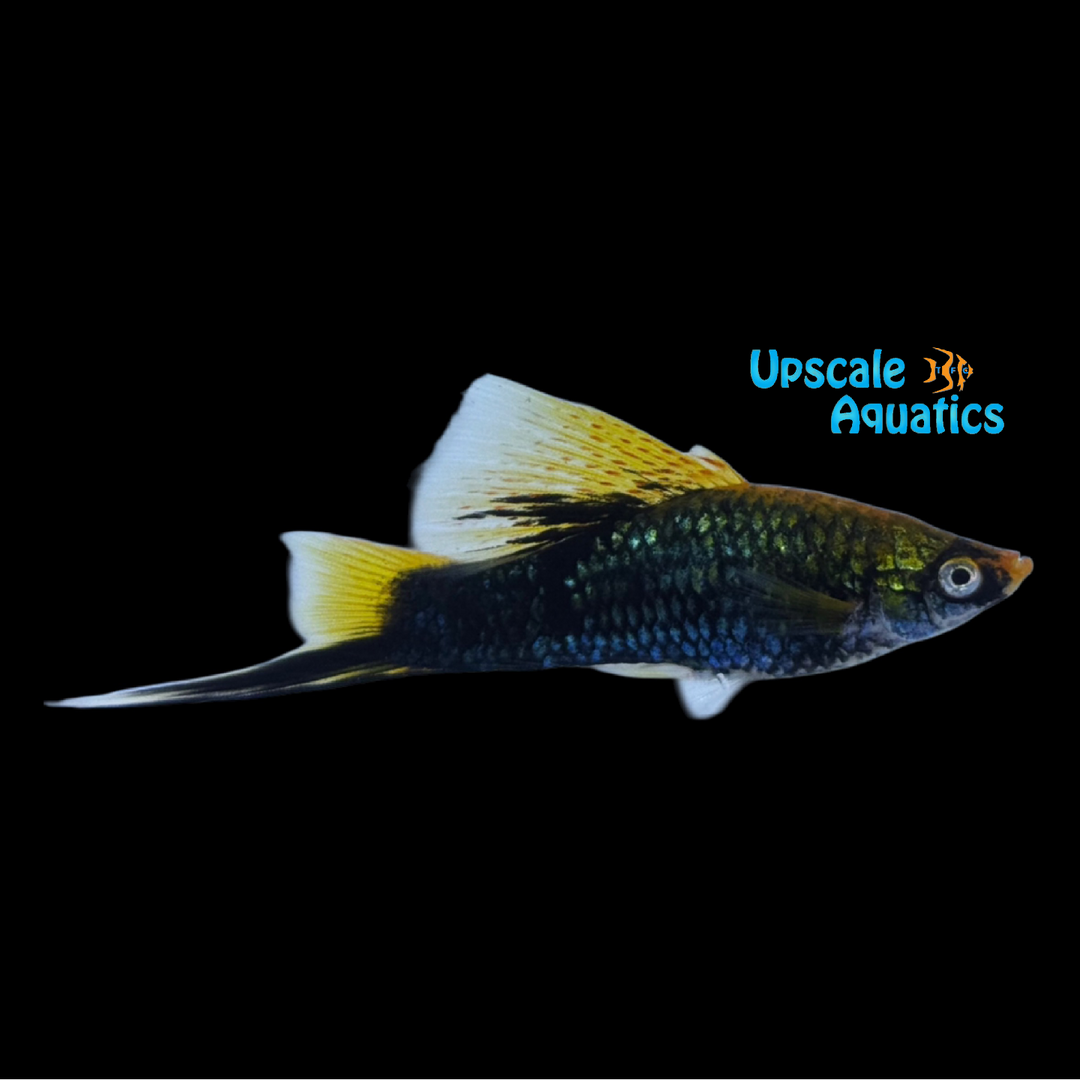 Black Highfin Swordtail (Xiphophorus helleri)