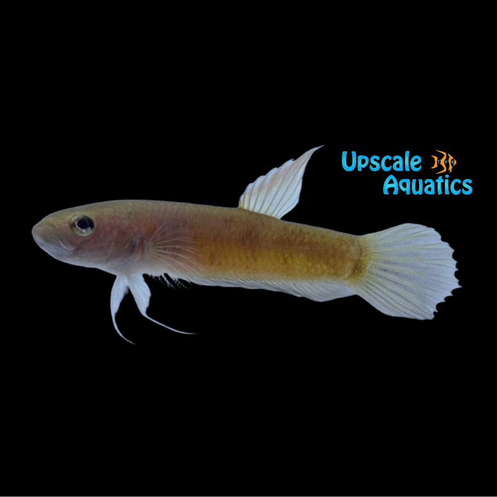 Betta Pallifina - Wild (Betta pallifina)