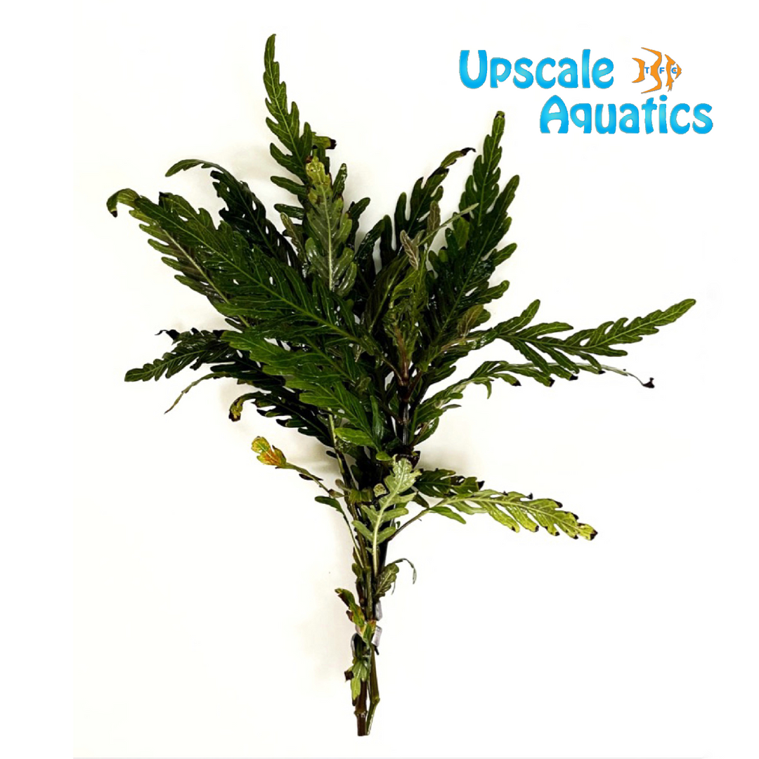 Hygrophila Pinnatifida