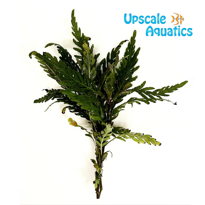 Hygrophila Pinnatifida