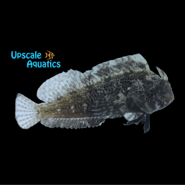 Feather Blenny (Hypsoblennius hentz)