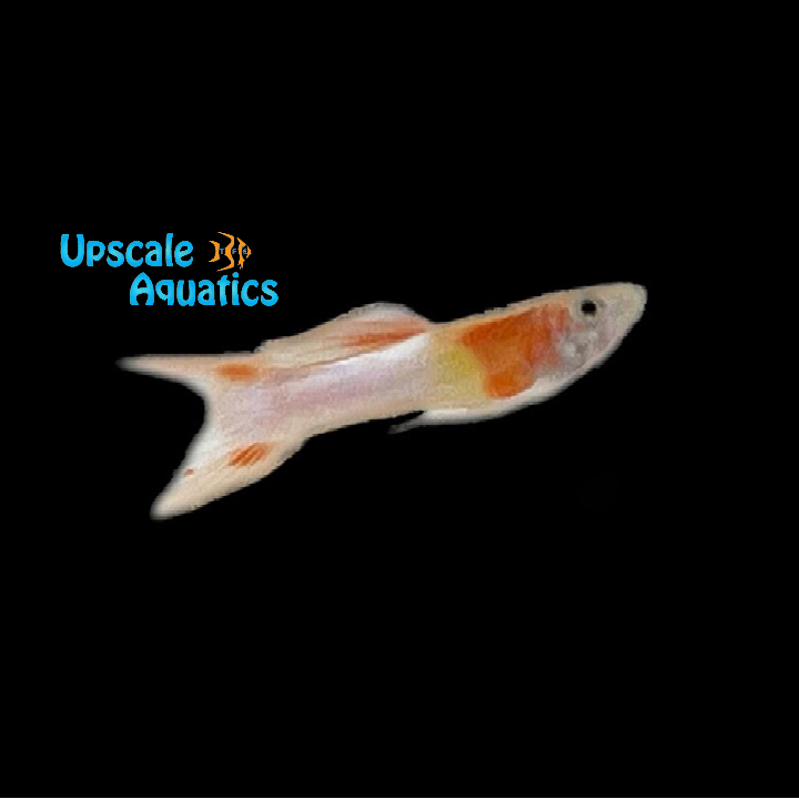 Japan Blue Double Sword Guppy (Poecilia reticulata)
