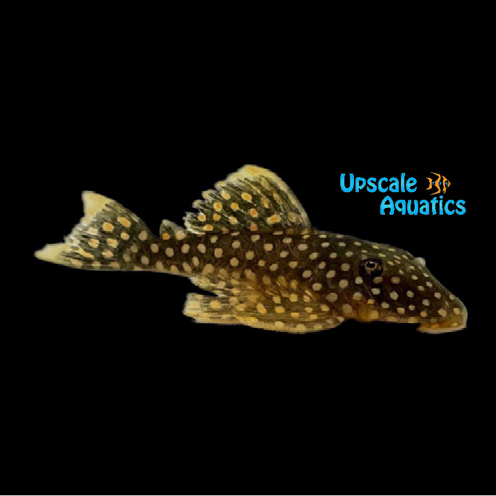 Gold Nugget Pleco L018 (Baryancistrus xanthellus)