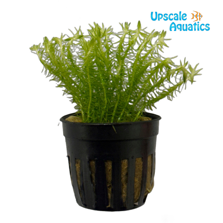 Mayaca Fluviatilis