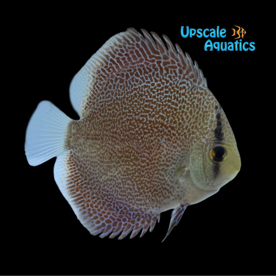 Super Panthera Discus (Symphysodon aequifasciatus)