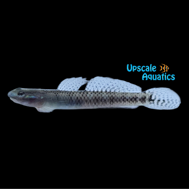 Lampung Hill-Stream Goby (Stiphodon carisa)