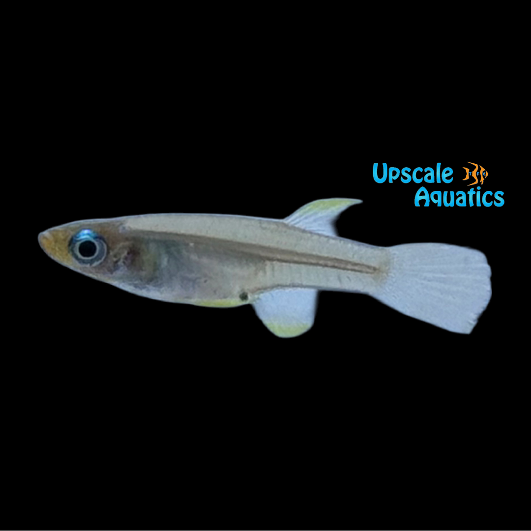 Black Spot Blue Lampeye Killifish (Aplochelicthys stigmatopygus)