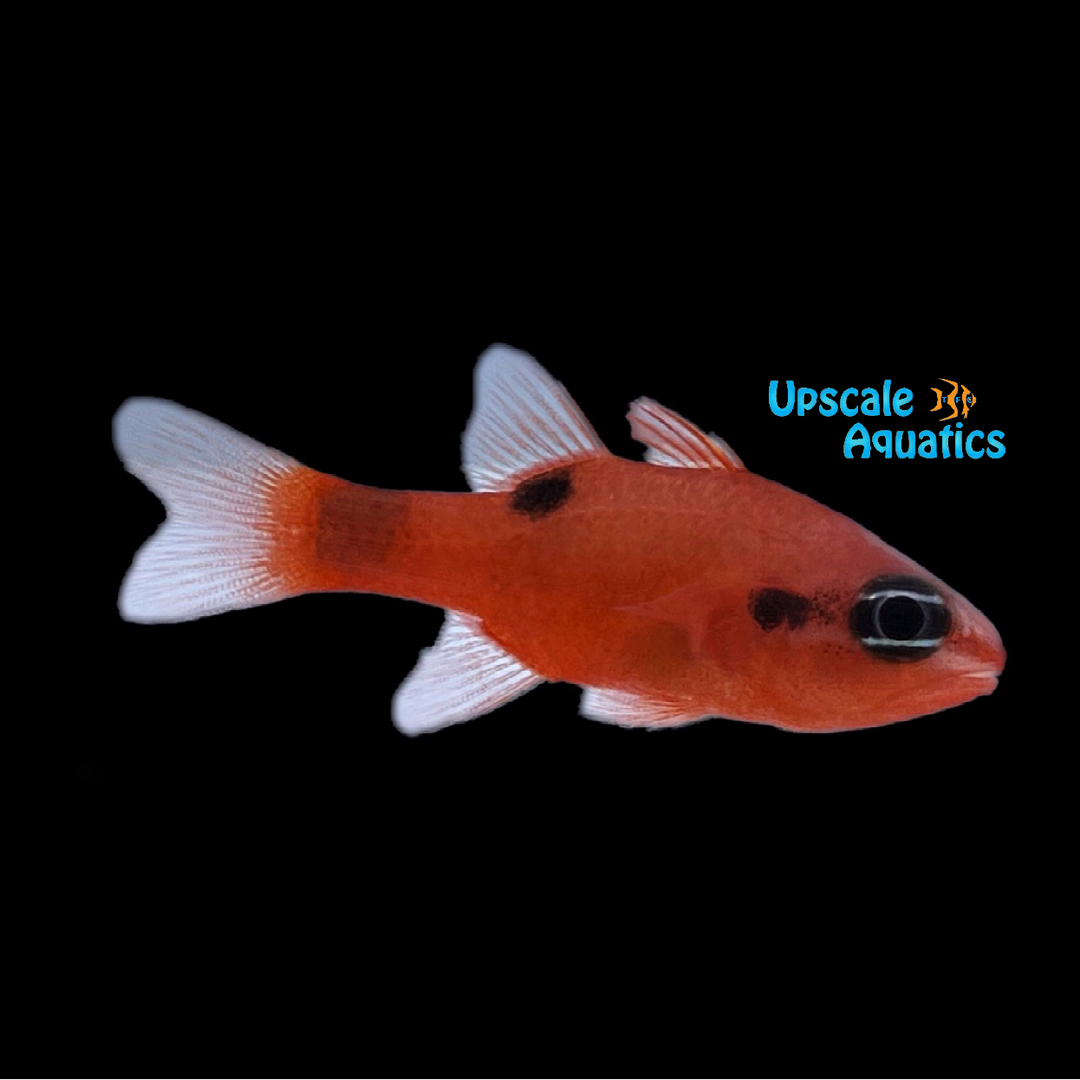 Flame Cardinalfish (Apogon maculatus)