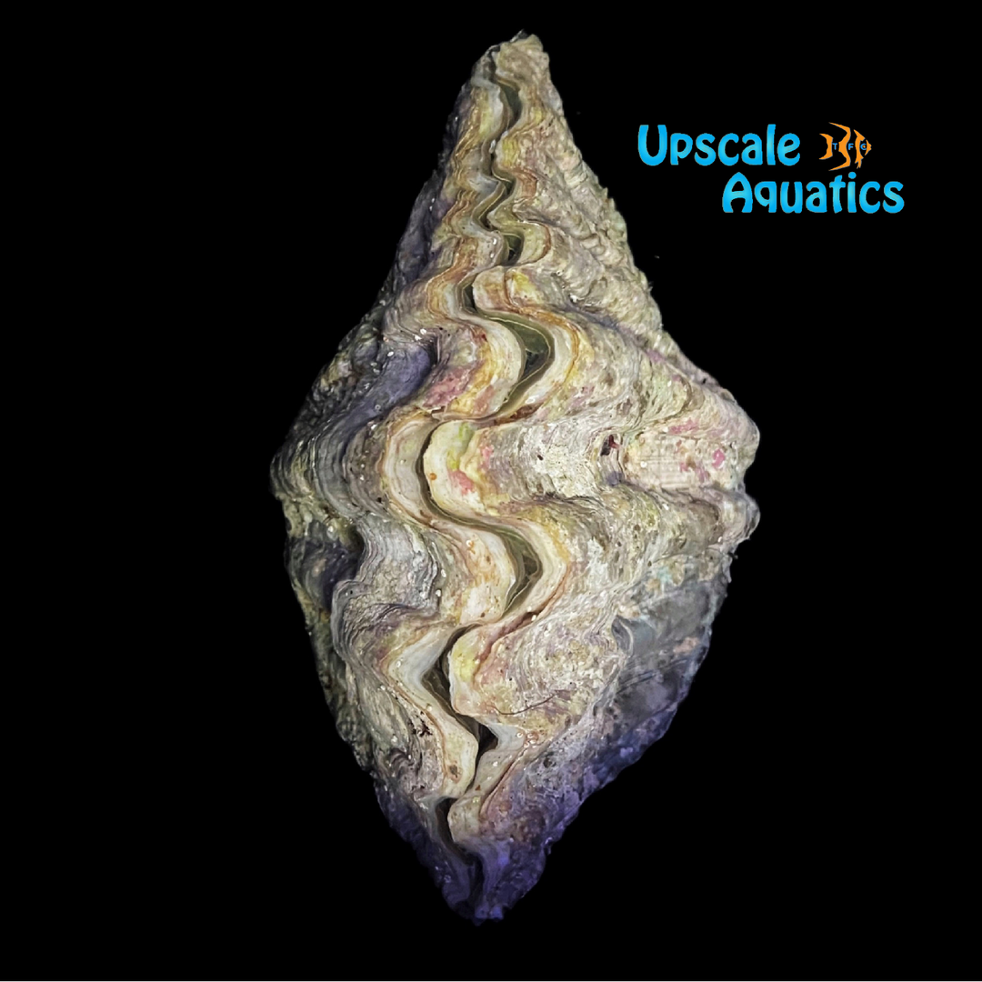 Hippopus Clam (Hippopus hippopus)