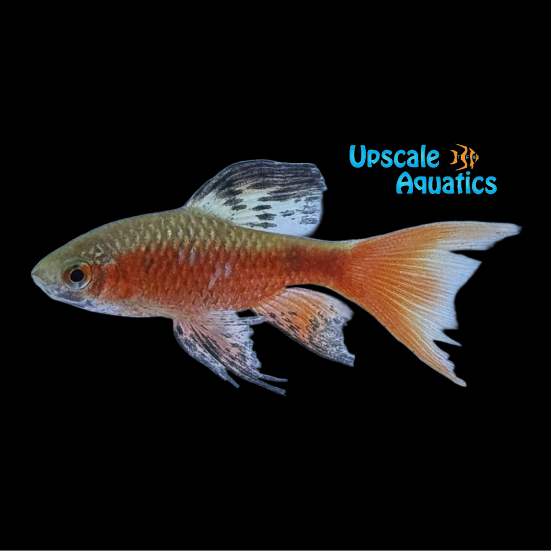 Longfin Odessa Barb (Pythia padamya)