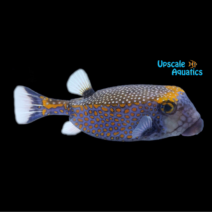 Blue Spotted Boxfish - Male (Ostracion meleagris)