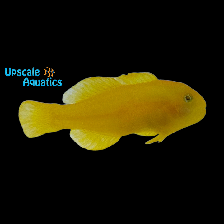 Yellow Clown Goby (Gobiodon okinawae)