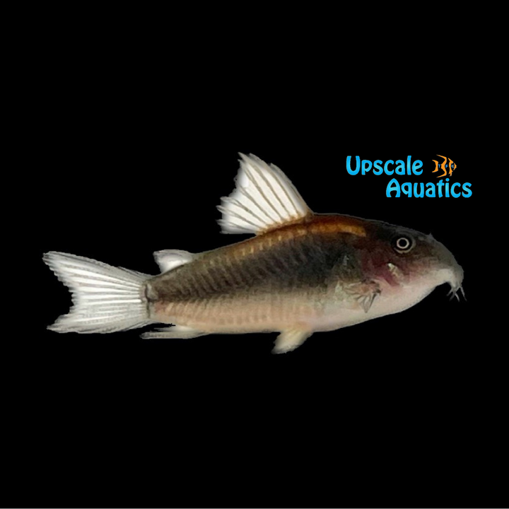 Orange Laser Cory (Corydoras sp. CW010)