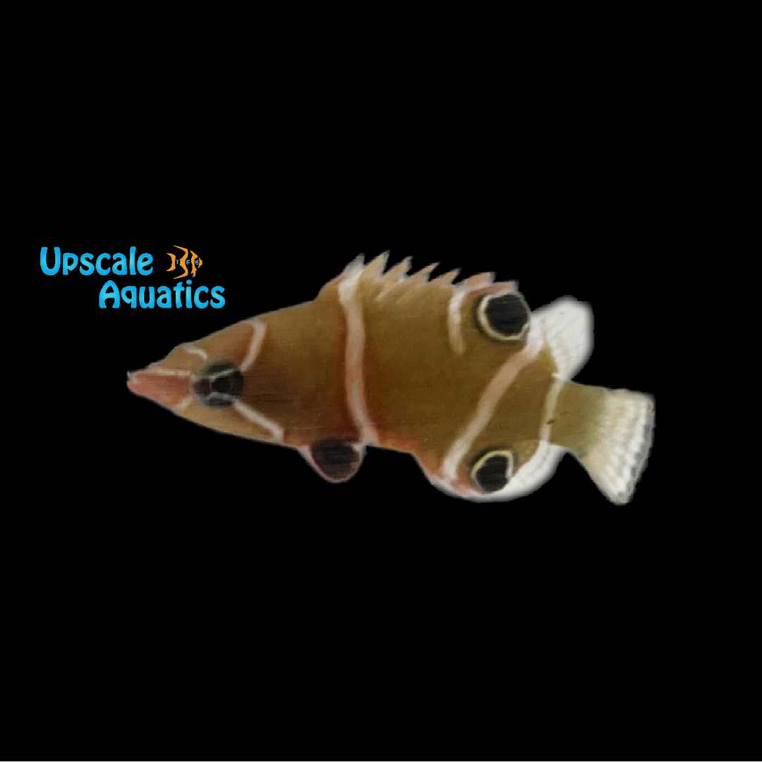 White Banded Possum Wrasse (Wetmorella albofasciata)