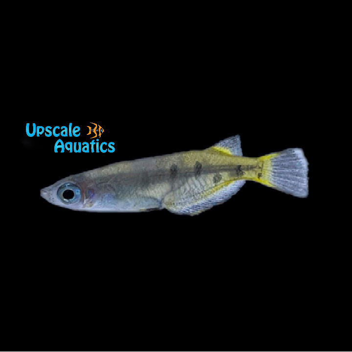 Matano Ricefish (Oryzias matanensis) – Upscale Aquatics
