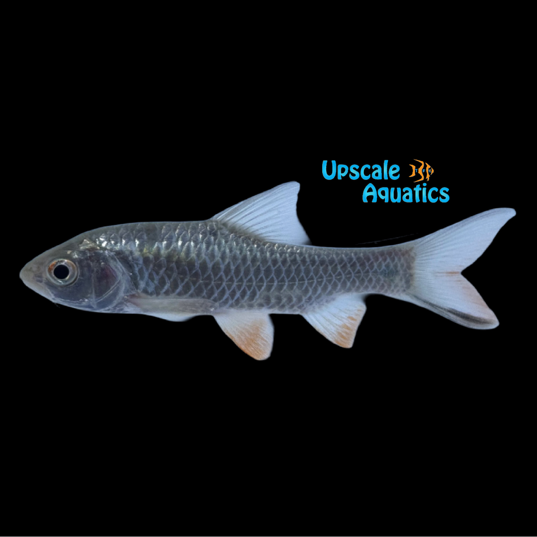 Red Cheek Barb (Puntius sophore)