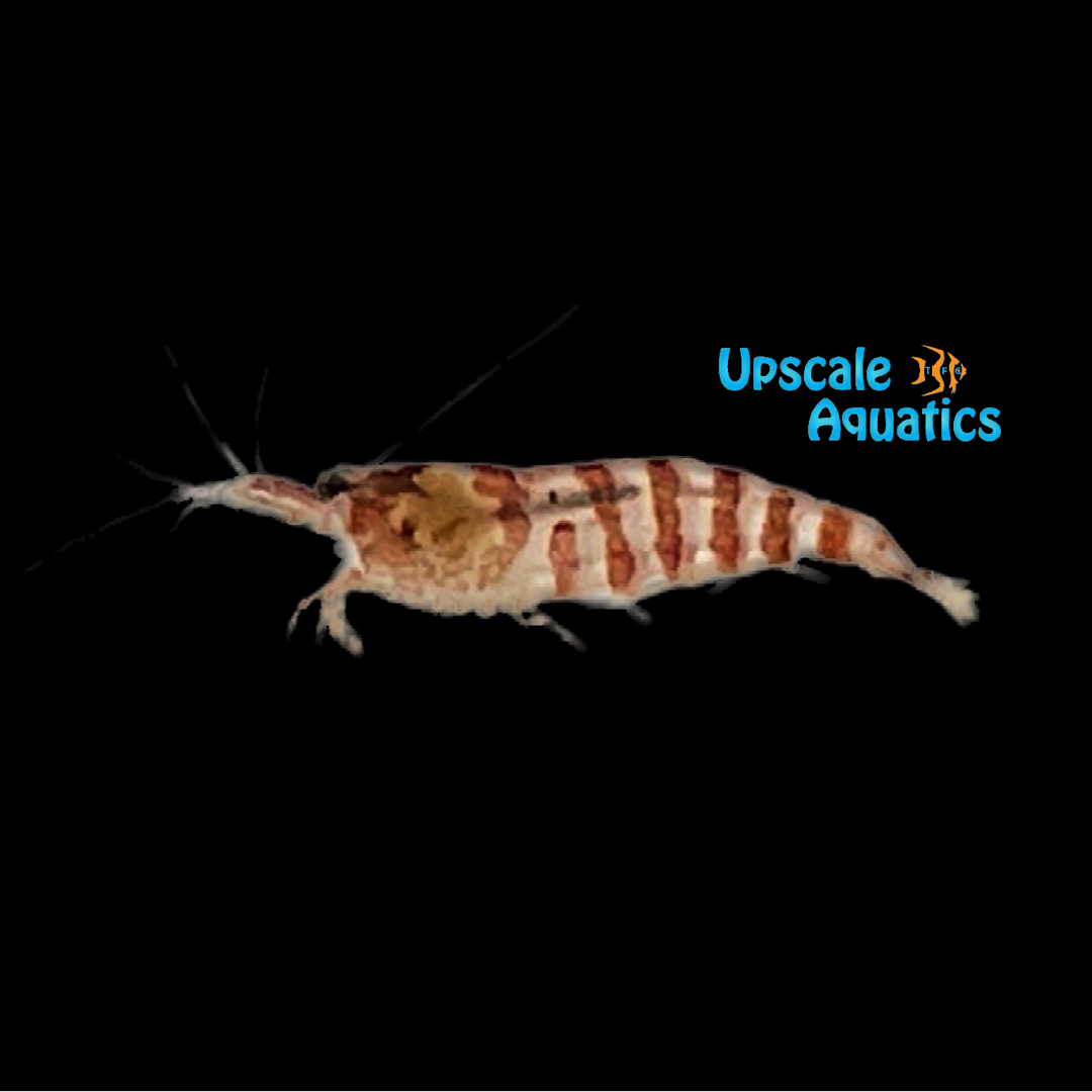 Indian Zebra Shrimp (Caridina babaulti)