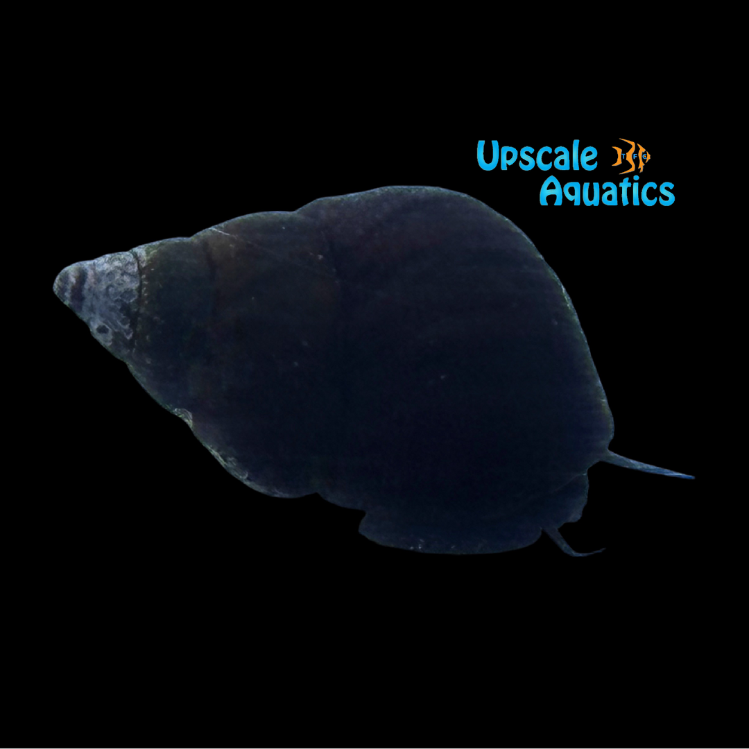 Triangle Rabbit Snail (Tylomelania sinabartfeldi)