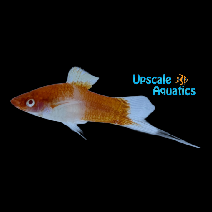 Albino Koi Kohaku Swordtail (Xiphophorus helleri)