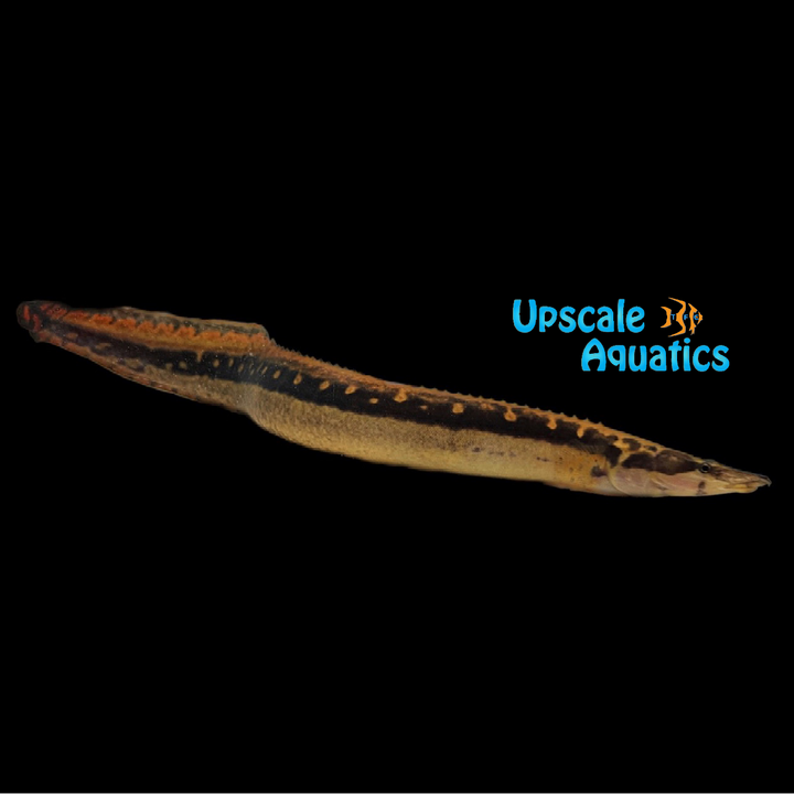 Black Pearly Spiny Eel (Mastacembelus notophthalmus)