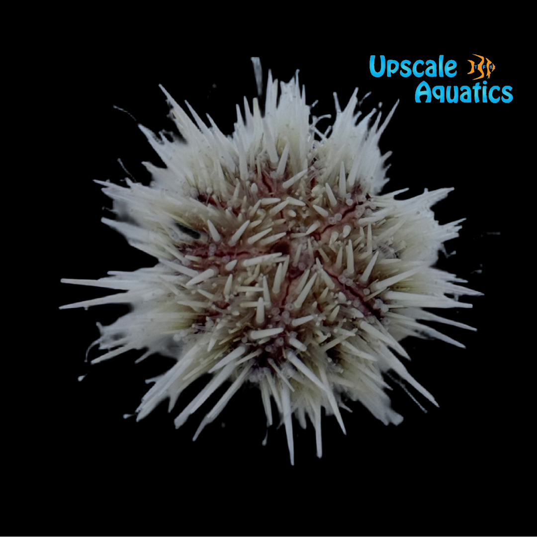 Pixie Urchin - Captive Bred (Lytechinus variegatus)