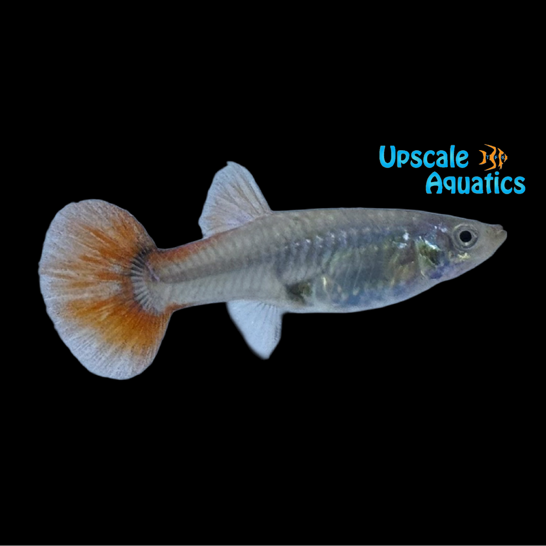 Silver Tux Dumbo Guppy (Poecilia reticulata)
